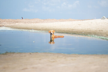 Fototapeta na wymiar Dog Bathing in the water