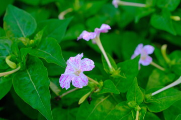 Photos of plants and flowers. Beautiful white and pink flowers in the middle of a garden in Bandung - Indonesia