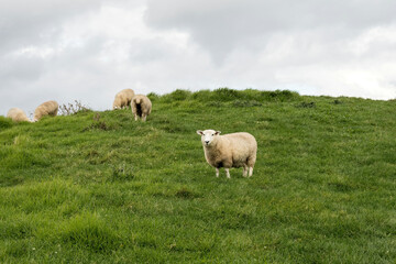 Naklejka na ściany i meble White sheep on green grass