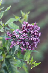 Selective focus of a bunch of Cestrum x cultum, an evergreen plant with tabular purple flowers arranged in cymes