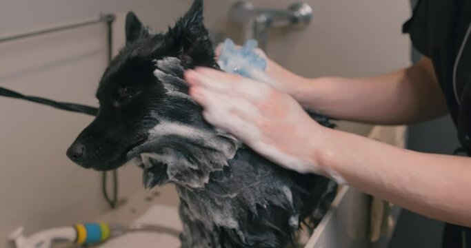young woman washing her pet with spone and shampoo, close up shot slow motion