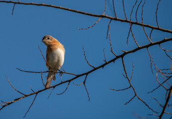 Inquisitive: A Florida Blue Bird cocks its head to the side from its perch high in the branches of a bare tree, Jacksonville, Florida