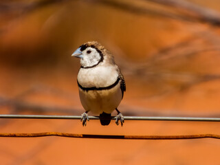 Double-barred Finch in Queensland Australia