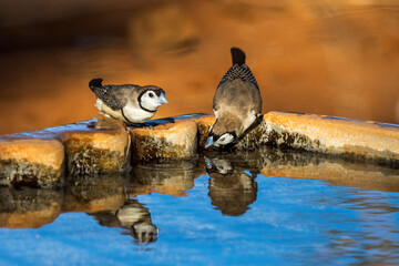 Double-barred Finch in Queensland Australia