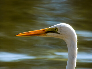 Eastern Great Egret in Queensland Australia