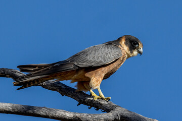Australian Hobby in Queensland Australia