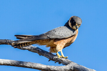 Australian Hobby in Queensland Australia