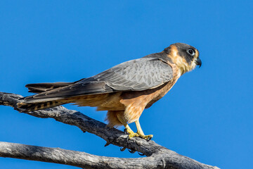 Australian Hobby in Queensland Australia