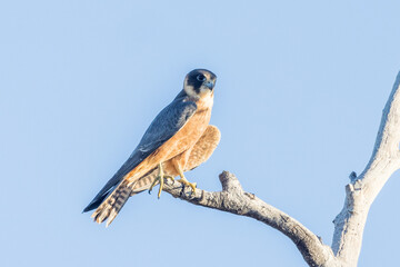 Australian Hobby in Queensland Australia