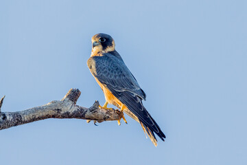 Australian Hobby in Queensland Australia