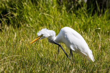 Intermediate Egret in Queensland Australia
