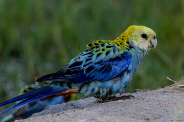Pale-headed Rosella in Queensland Australia