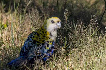 Pale-headed Rosella in Queensland Australia