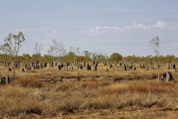 Growing termite mounds