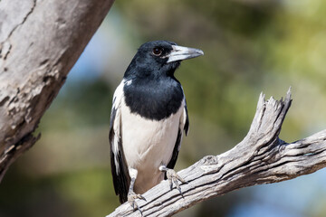 Pied Butcherbird in Queensland Australia