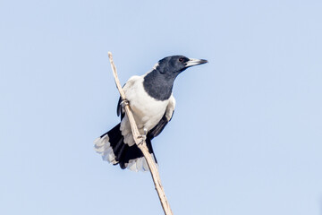 Pied Butcherbird in Queensland Australia