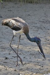 Jabiru hunting