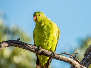 Red-winged Parrot in Queensland Australia