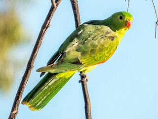 Red-winged Parrot in Queensland Australia