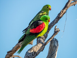 Red-winged Parrot in Queensland Australia
