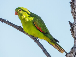 Red-winged Parrot in Queensland Australia
