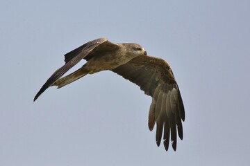 Whistling Kite