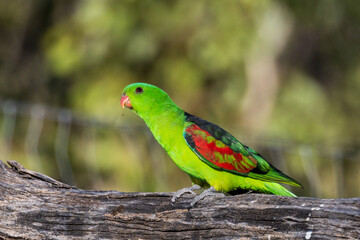 Red-winged Parrot in Queensland Australia