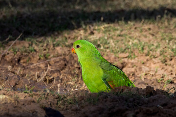 Red-winged Parrot in Queensland Australia