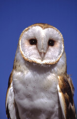 portrait of a barn owl