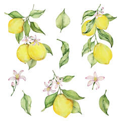 Watercolor juicy lemon and leaves, mediterranean illustration