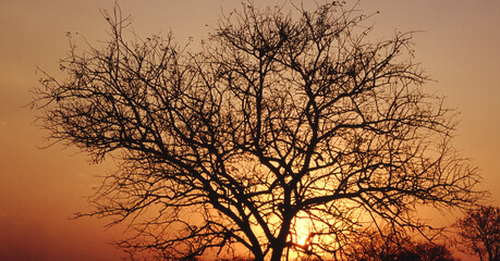 silhouette of a tree at sunset