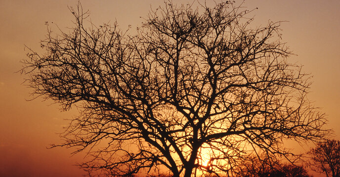 silhouette of a tree at sunset © William