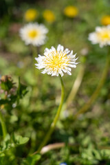 近くの公園の花