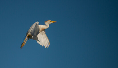 Fototapeta na wymiar A Cattle Egret raises its wings as it streaks across a clear blue sky in Florida