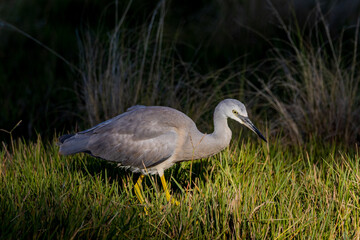 White-faced Heron in Queensland Australia