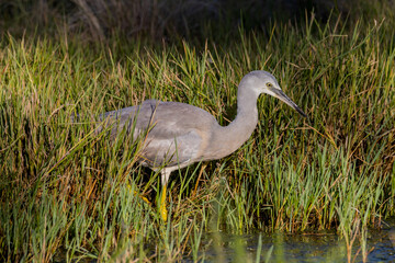 White-faced Heron in Queensland Australia