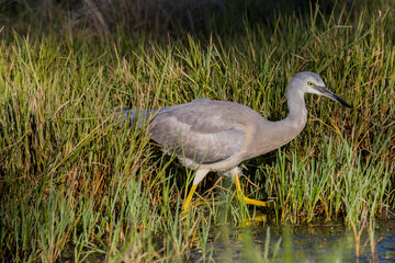 White-faced Heron in Queensland Australia
