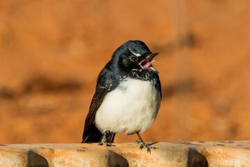 Fototapeta premium Willy Wagtail in Queensland Australia