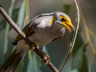 Yellow-throated Miner in Queensland Australia