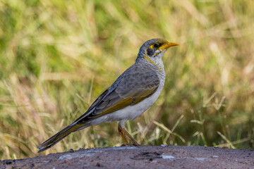 Yellow-throated Miner in Queensland Australia