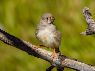 Zebra Finch in Queensland Australia