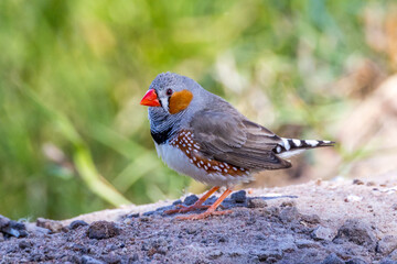 Zebra Finch in Queensland Australia