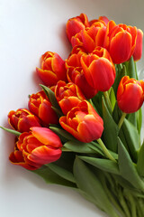 Red tulips on a white background. Blur.