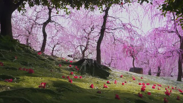 京都　城南宮の枝垂れ梅と落ち椿