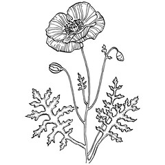 Poppies floral botanical flower. Isolated illustration element. Vector hand drawing wildflower for background, texture, wrapper pattern, frame or border.