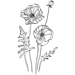 Poppies floral botanical flower. Isolated illustration element. Vector hand drawing wildflower for background, texture, wrapper pattern, frame or border.