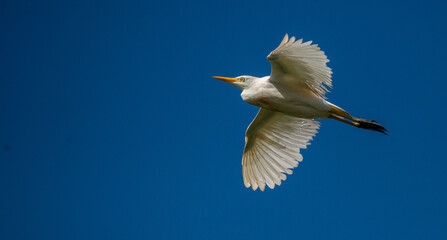  A Cattle Egret raises its wings as it streaks across a clear blue sky in Florida