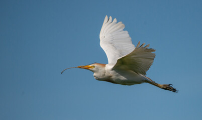 Open Minded: A Cattle Egret flies across a clear blue morning sky with a twig in its beak for the nest it's building in the nearby Florida rookery.