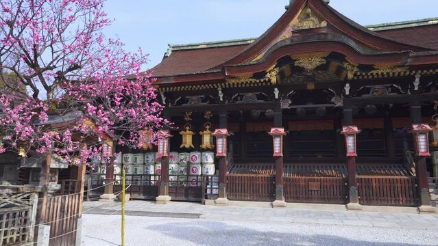 京都　北野天満宮の飛梅と本殿