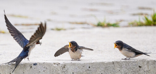 Two fledgling swallows with open beaks and flapping wings are eagerly waiting for their mother...